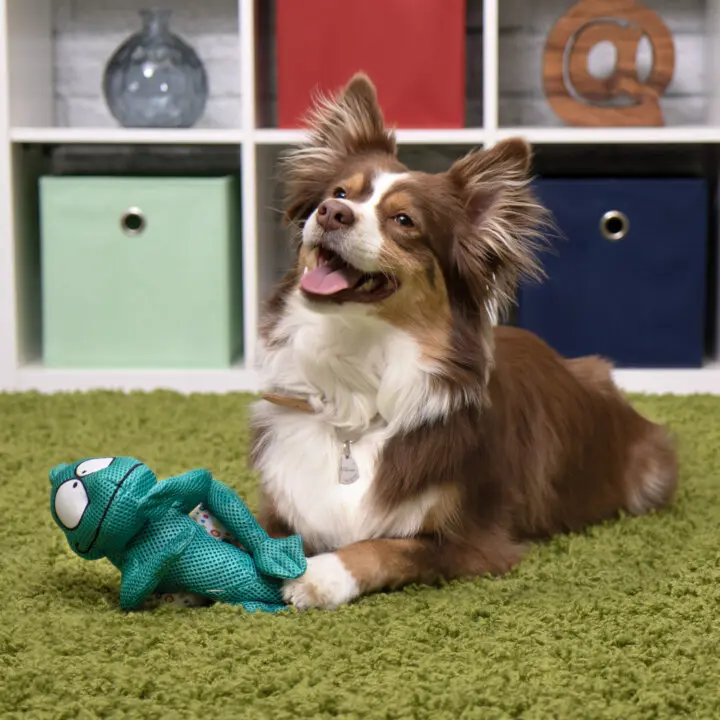 Interactive Dog Toys & Treats Bundle for Medium/Large Dogs