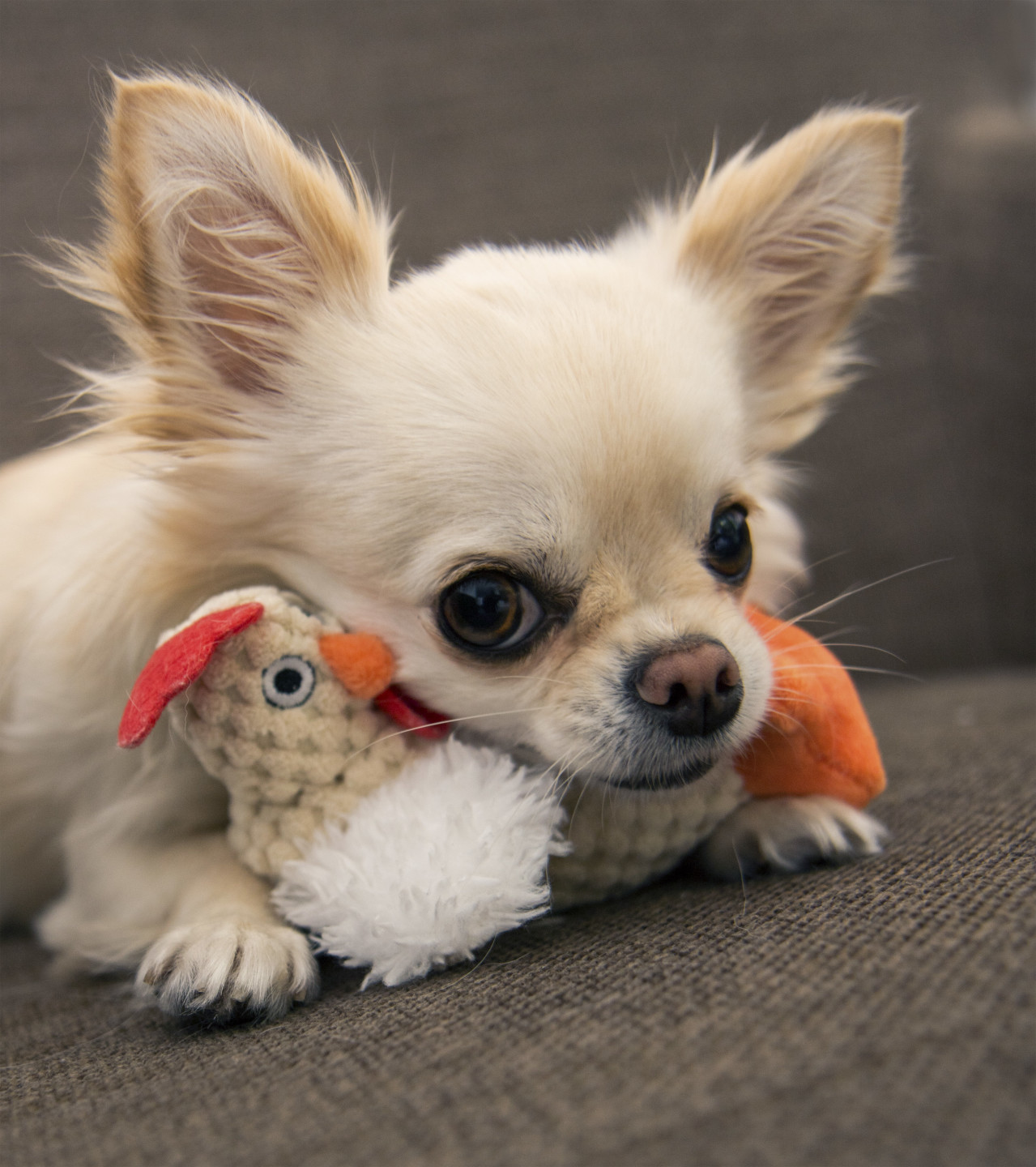 Mini Me Squeaky Breed Dog Toy: Chihuahua
