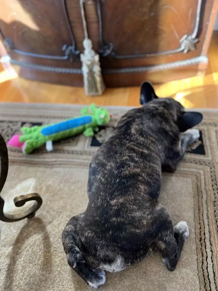 Does anyone know what kind of toys to buy for a Frenchie with the sharpest  teeth in the world? (Aka he breaks all his toys within a few days) :  r/Frenchbulldogs